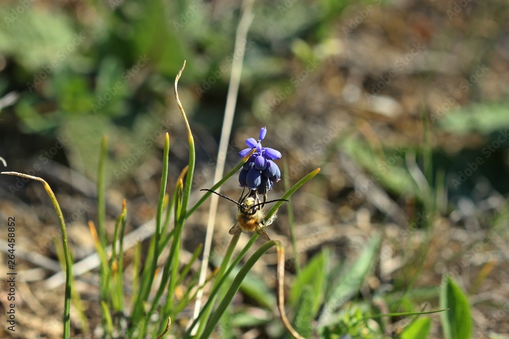 Männliche Frühe Langhornbiene (Eucera nigrescens) an Traubenhyazinthe (Muscari neglectum) Männliche Frühe Langhornbiene (Eucera nigrescens) an Traubenhyazinthe (Muscari neglectum)