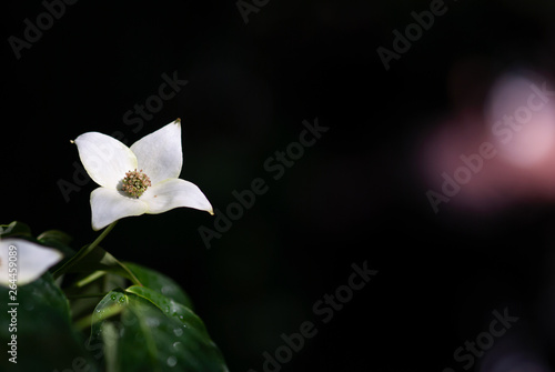 White Dogwood Flower with Dark Background
