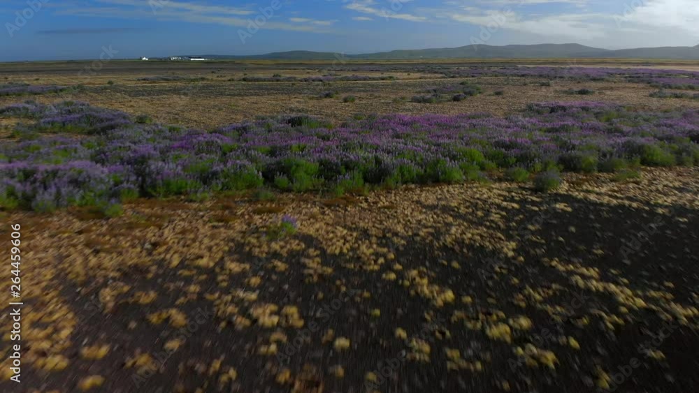 Aerial Exit: Rolling Green Plains With Purple Flowers And Blue Sky Above in Vogar, Iceland Aerial Exit: Rolling Green Plains With Purple Flowers And Blue Sky Above in Vogar, Iceland