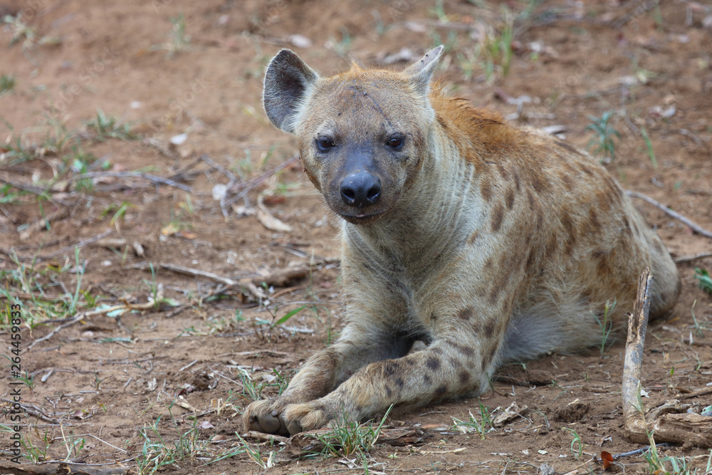 Tüpfelhyäne / Spotted hyaena / Crocuta crocuta Tüpfelhyäne / Spotted hyaena / Crocuta crocuta