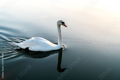 Fototapeta Naklejka Na Ścianę i Meble -  white swan on a lake