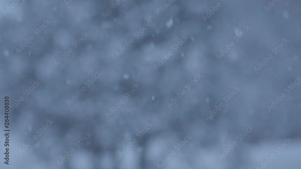 Snow Falling on Cedar Trees Snow Falling on Cedar Trees