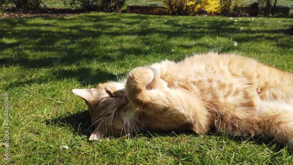 Orange / red cat rolling in the grass on a sunny day enyoing itself. It rolls from side to side and is stroking its own face and ears.