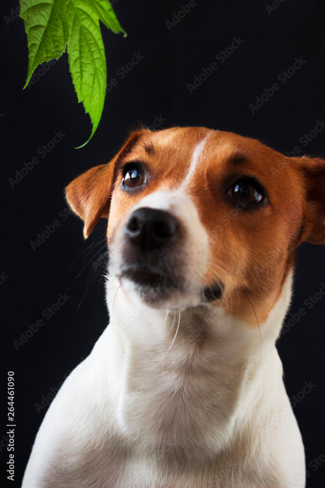 Dog girl Jack Russell looking away on black background Dog girl Jack Russell looking away on black background