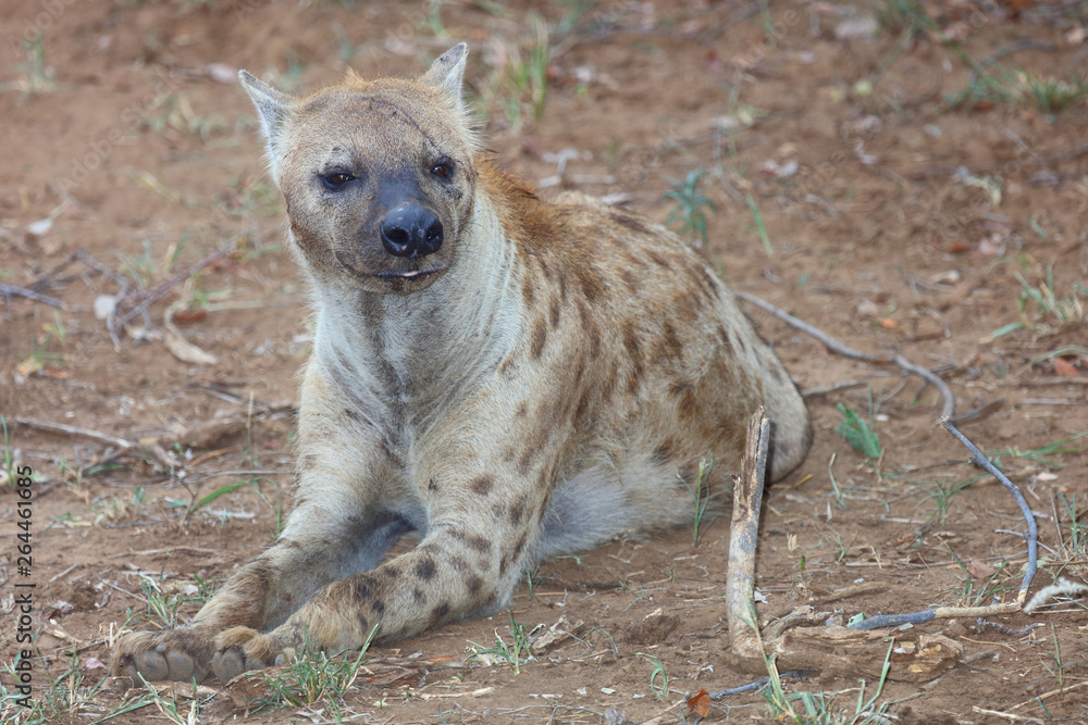 Tüpfelhyäne / Spotted hyaena / Crocuta crocuta Tüpfelhyäne / Spotted hyaena / Crocuta crocuta