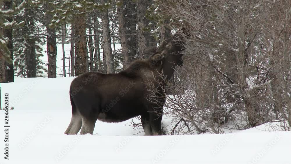 Moose (Alces alces) cow eating from twigs in snowcovered Yellowstone N.P. Moose (Alces alces) cow eating from twigs in snowcovered Yellowstone N.P.