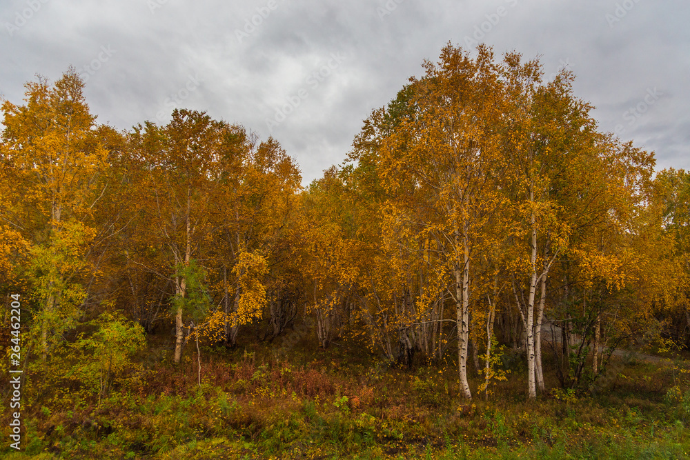 Fototapeta premium Forest in autumn colors on the Kamchatka Peninsula, Russia.