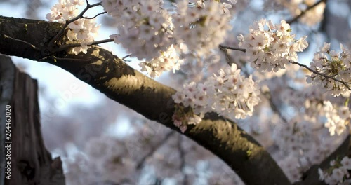 Yoshino Cherry Blossoms in Washington DC at the Tidal Basin Branch Closeup Pan