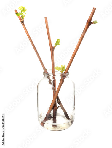 The process of growing grapes saplings from the vine. © bearok