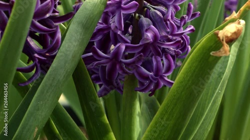 Pull Down Close Up Shot of Purple Hyancinth Flowers in Garden on Spring Day photo