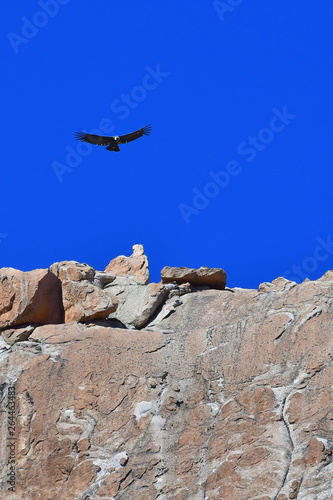 vulture in flight © julian