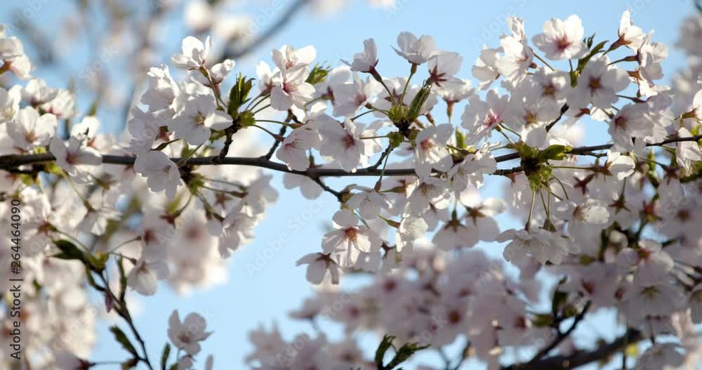 Yoshino Cherry Blossoms In Washington Dc At The Tidal Basin Closeup Yoshino Cherry Blossoms In Washington Dc At The Tidal Basin Closeup