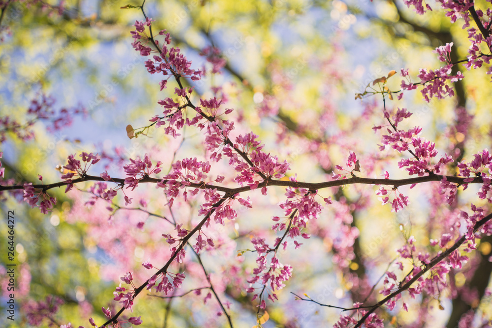 Pink flowering redbud tree in the spring Pink flowering redbud tree in the spring