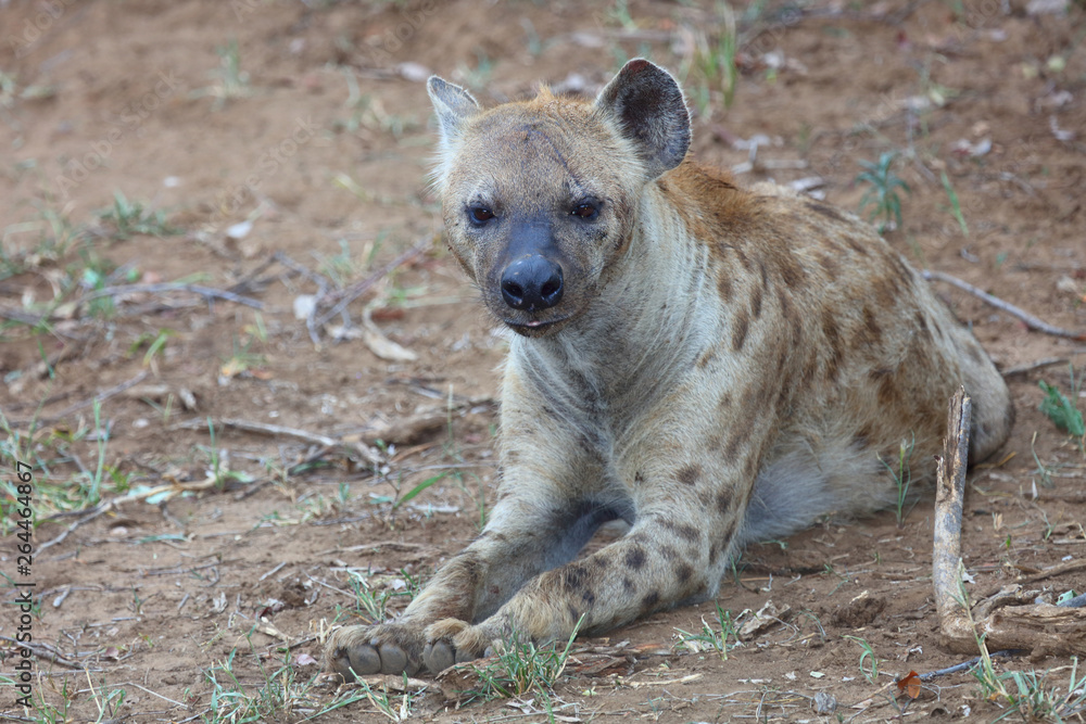 Tüpfelhyäne / Spotted hyaena / Crocuta crocuta Tüpfelhyäne / Spotted hyaena / Crocuta crocuta