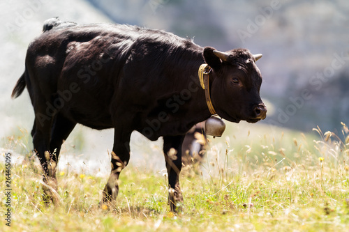 Black cow in Swiss mountains