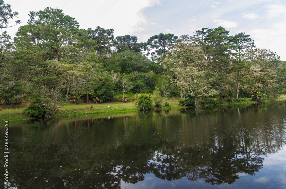 Mystical green forest of Brazil, mossy ground. Mystical green forest of Brazil, mossy ground.