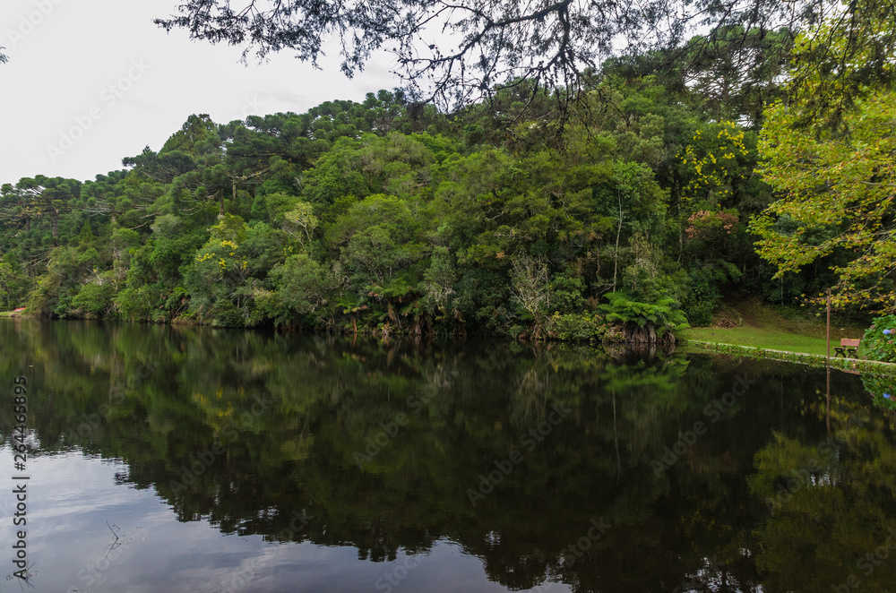 Mystical green forest of Brazil, mossy ground. Mystical green forest of Brazil, mossy ground.