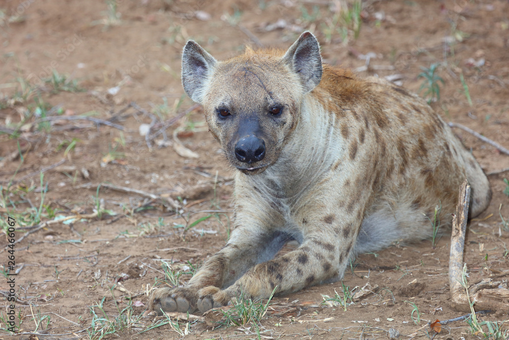 Tüpfelhyäne / Spotted hyaena / Crocuta crocuta Tüpfelhyäne / Spotted hyaena / Crocuta crocuta