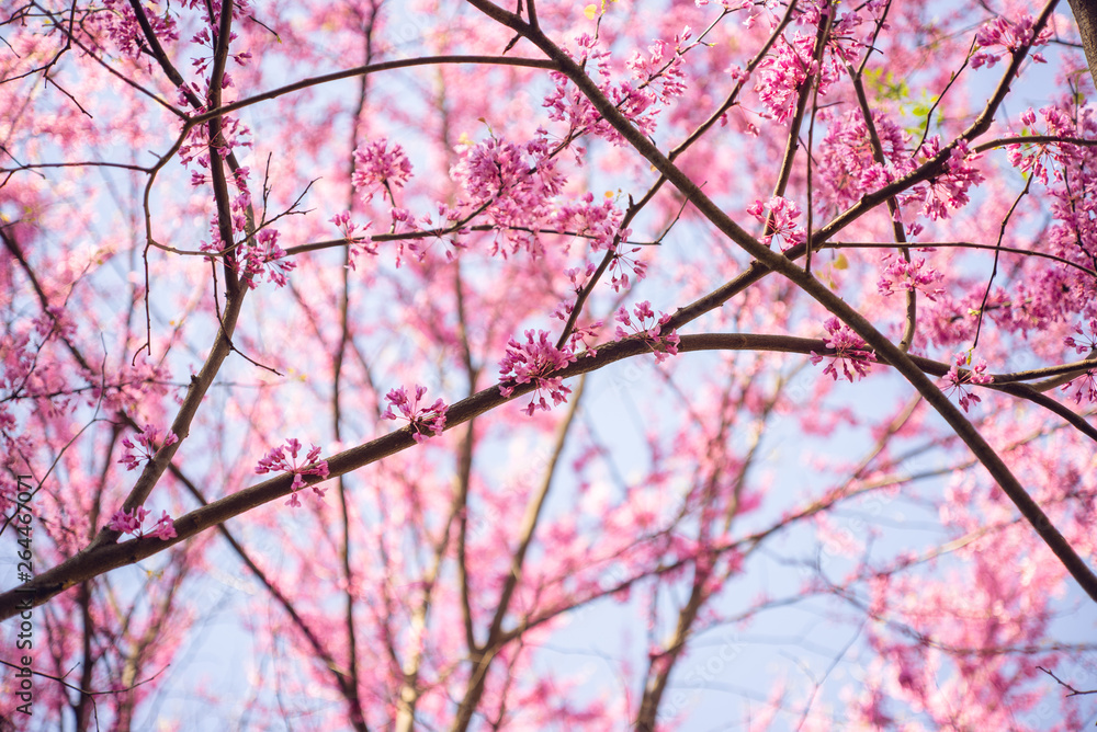 Fototapeta premium Pink flowering redbud tree in the spring