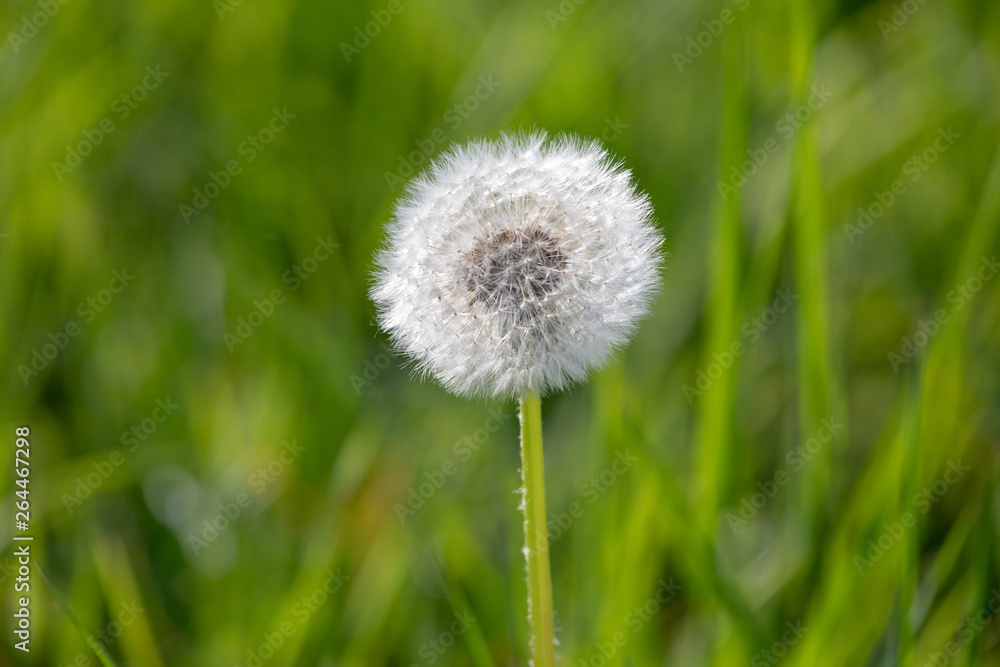 dandelion with flying seeds, natural Background dandelion with flying seeds, natural Background