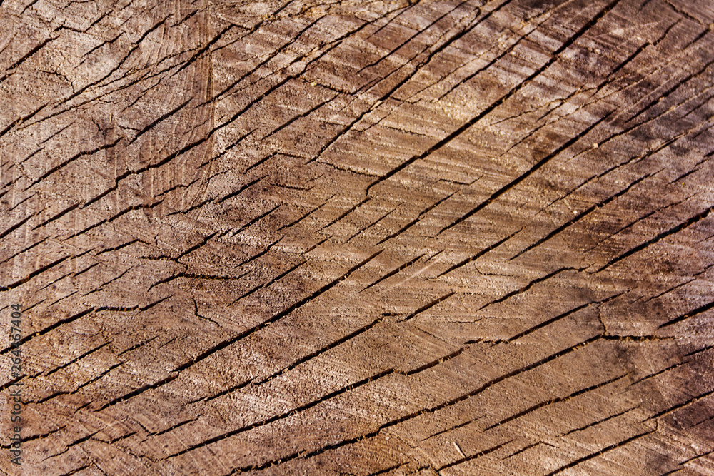 Texture from a natural cut of a tree trunk for a background Texture from a natural cut of a tree trunk for a background