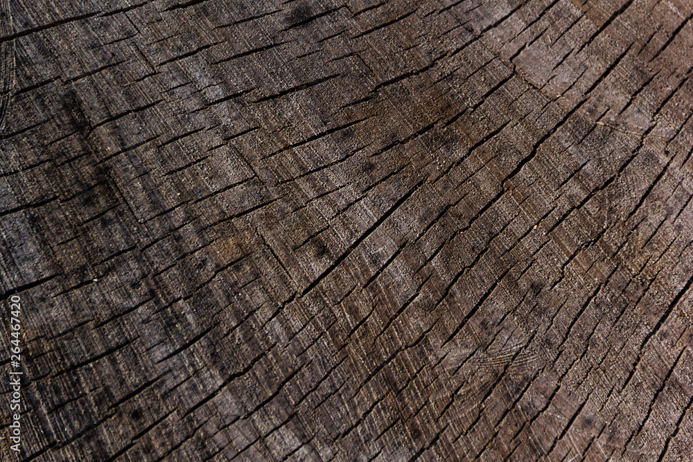 Fototapeta premium Texture from a natural cut of a tree trunk for a background