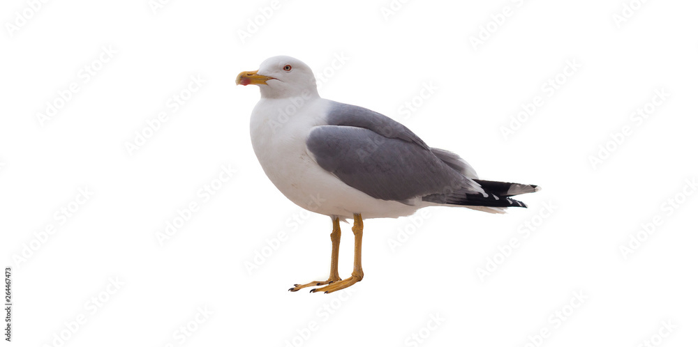 sea gull bird isolated on white background