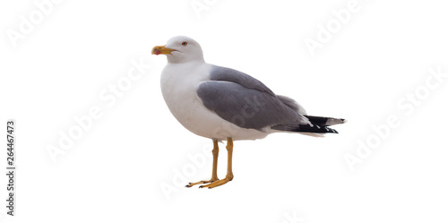 sea gull bird isolated on white background © Ioan Panaite