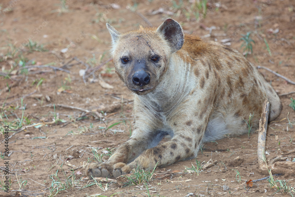 Tüpfelhyäne / Spotted hyaena / Crocuta crocuta Tüpfelhyäne / Spotted hyaena / Crocuta crocuta