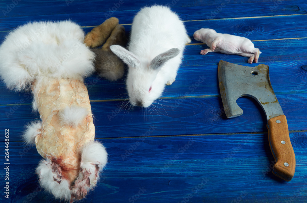 Little white rabbit, a dead newborn rabbit, the pieces of rabbit and the axe on the blue Board Little white rabbit, a dead newborn rabbit, the pieces of rabbit and the axe on the blue Board