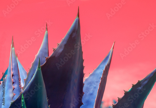 Abstract succulent agave plant closeup surrealistic red sky