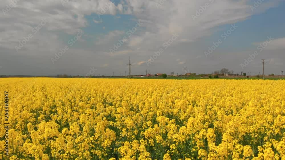 Ascending aerial shot over a canola, rape field, oil seed on cultivated land with green crops Ascending aerial shot over a canola, rape field, oil seed on cultivated land with green crops