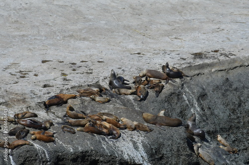 sealions