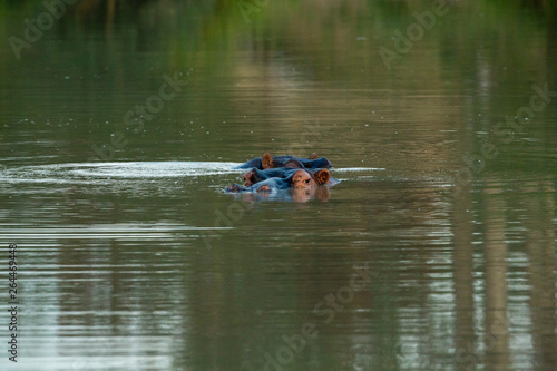 A hippo in the water flicking its ears