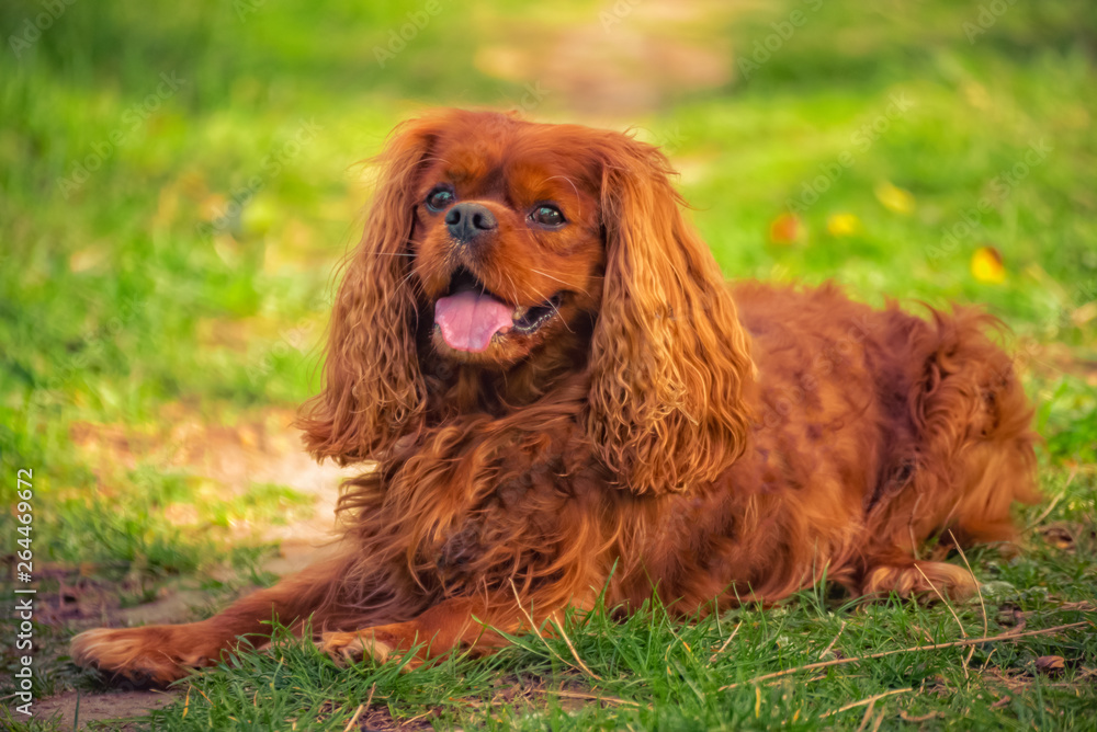 Cavalier King Charles dog breed Ruby lies in the meadow Cavalier King Charles dog breed Ruby lies in the meadow