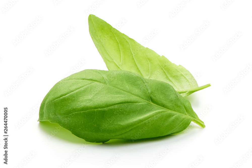 Fresh organic basil leaves, close-up, isolated on white background Fresh organic basil leaves, close-up, isolated on white background