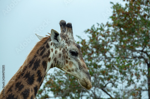 Giraffe portraits in various lighting situations.