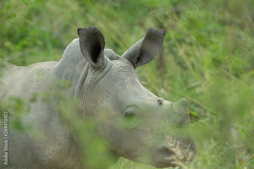 White rhino female and her calf