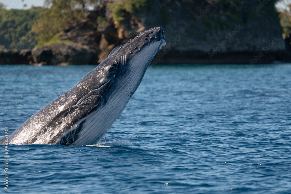 Fototapeta premium クジラ whale TONGA