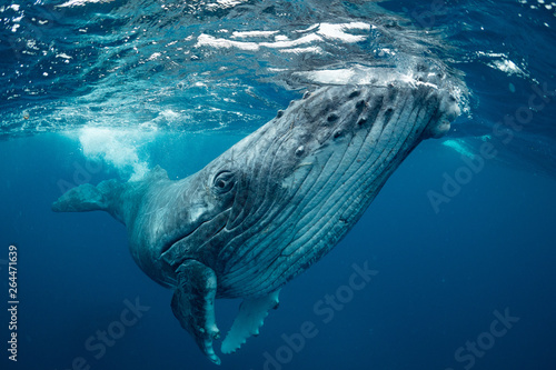 Obraz na płótnie クジラ whale TONGA