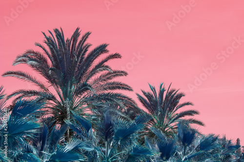 Surrealistic abstract palms against pink skies