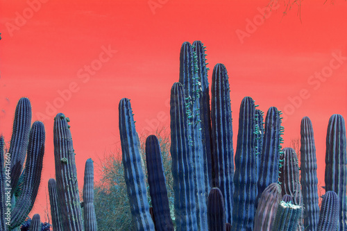 Surrealistic abstract blue cactus with red sky