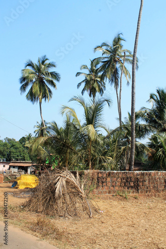 Village grass  coconut tree