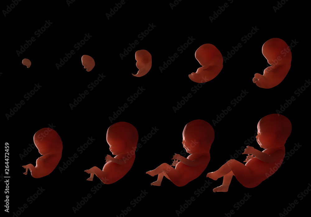 Stages Of Fetal Development Stock Illustration Adobe Stock Stages Of Fetal Development Stock Illustration Adobe Stock