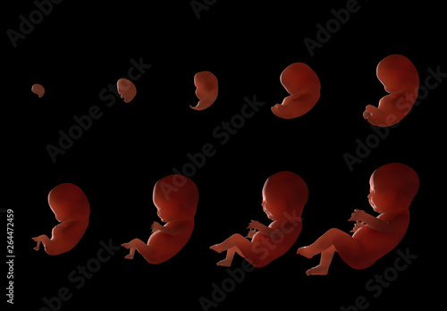 Obraz na płótnie Stages of fetal development