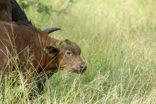 Fototapeta Naklejka Na Ścianę i Meble -  A group of buffalo inkling calfs and old bulls