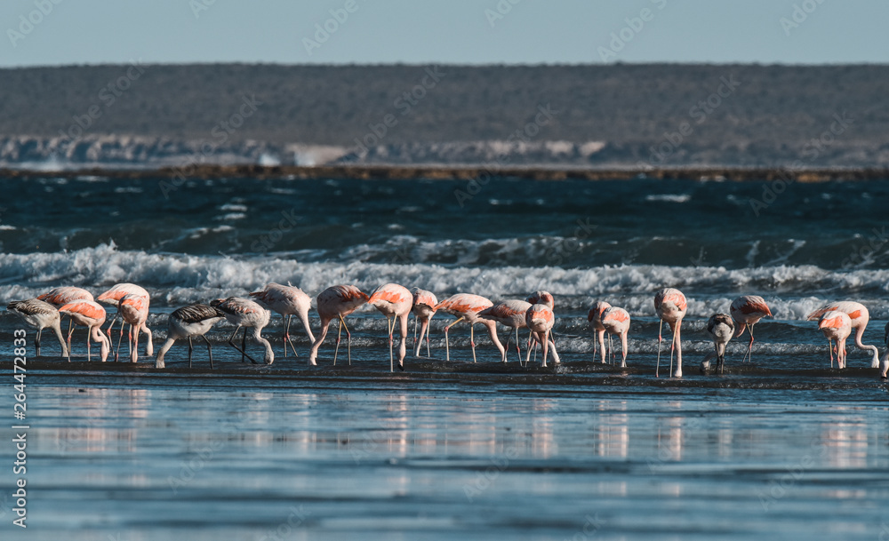 Flamingos feeding at low tide, Peninsula Valdes, Patagonia, Argentina