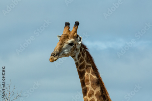 Giraffe portraits in various lighting situations.