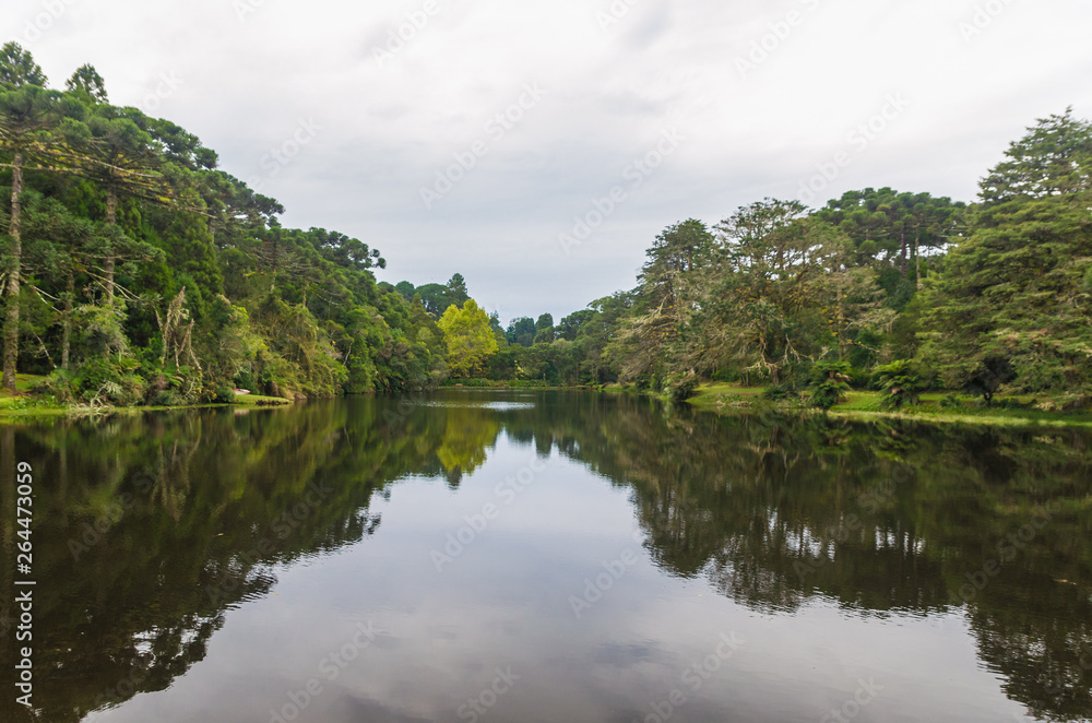Mystical green forest of Brazil, mossy ground. Mystical green forest of Brazil, mossy ground.