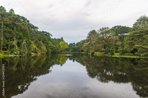 Mystical green forest of Brazil, mossy ground.